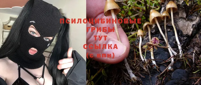 blacksprut вход  Лаишево  это телеграм  Галлюциногенные грибы Psilocybine cubensis 